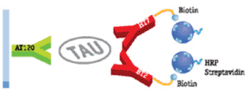 Imagen: Diagrama esquemático de INNOTEST (Imagen cortesía de Innogenetics).